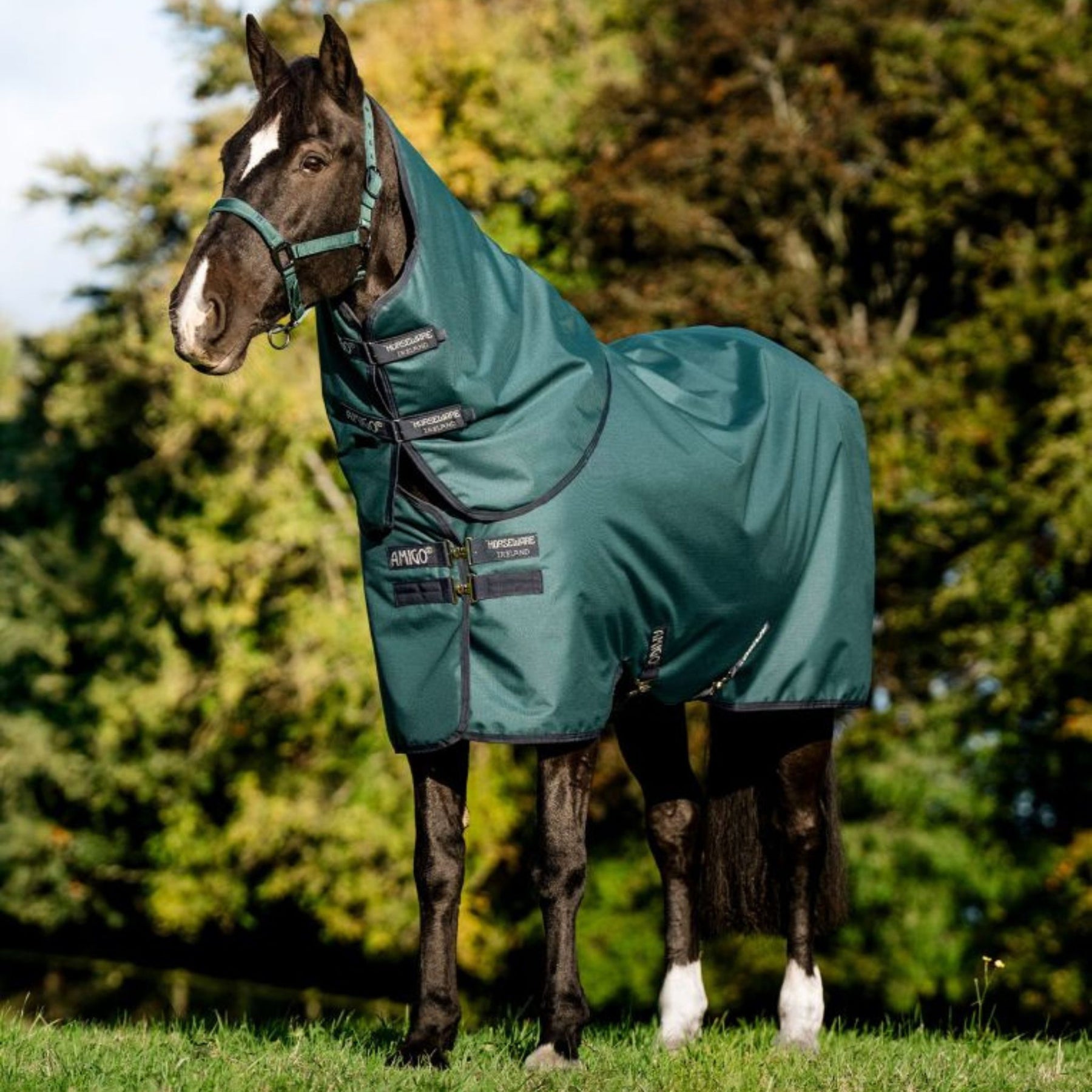 Horseware Amigo Ripstop 900D Plus Medium Turnout Rug in Dynasty Green (200g)