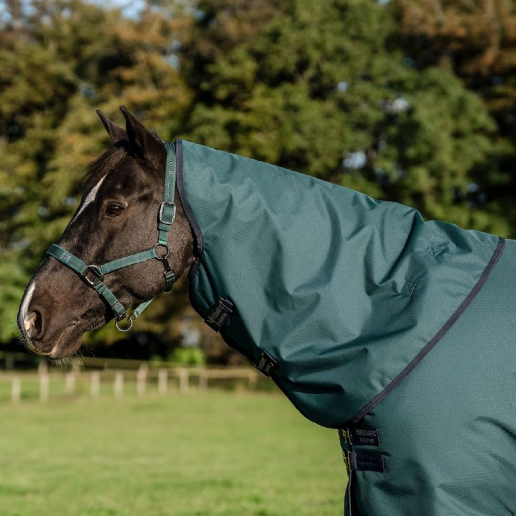 Horseware Amigo Ripstop 900D Plus Medium Turnout Rug in Dynasty Green (200g)