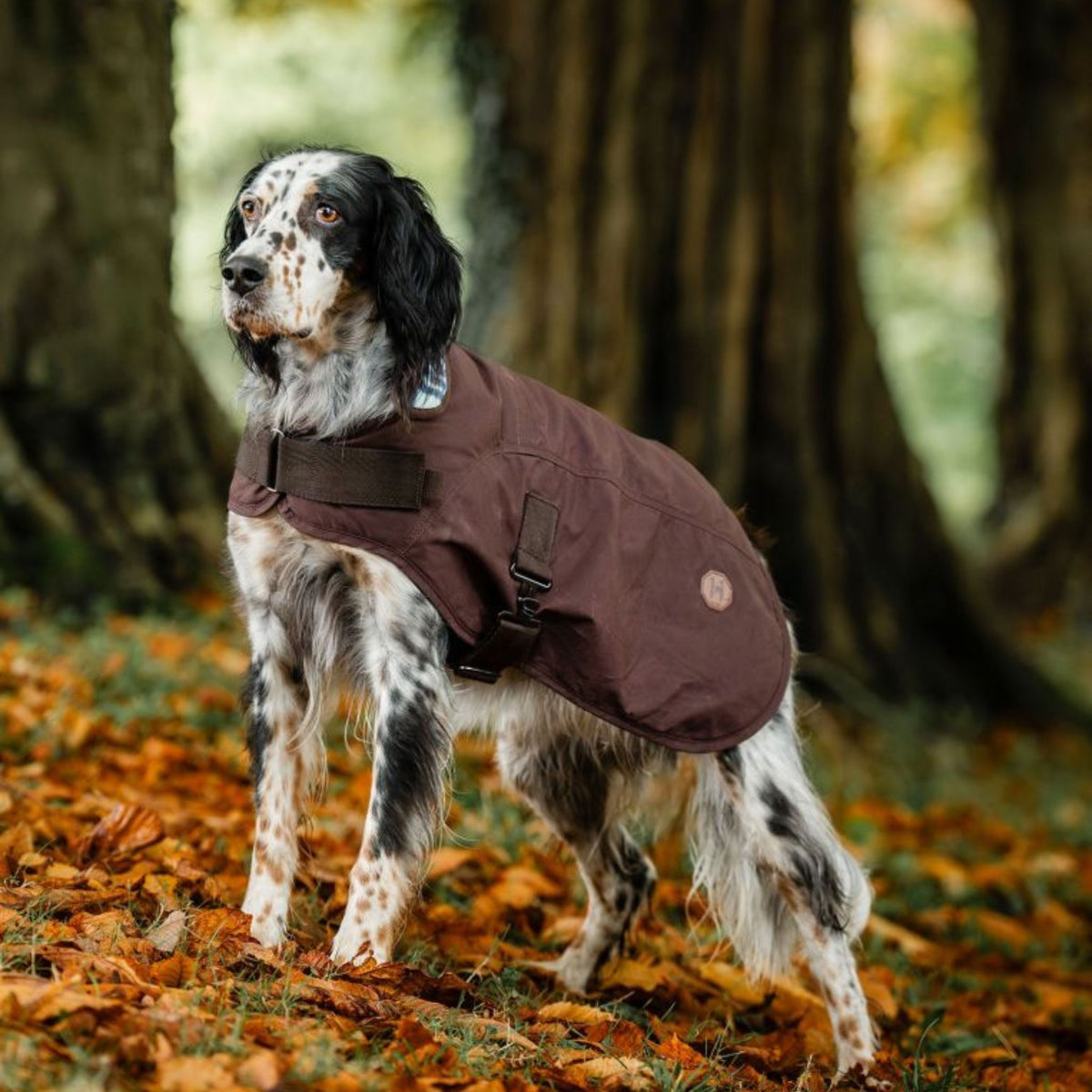 Horseware Newmarket Heritage Dog Coat in Brown