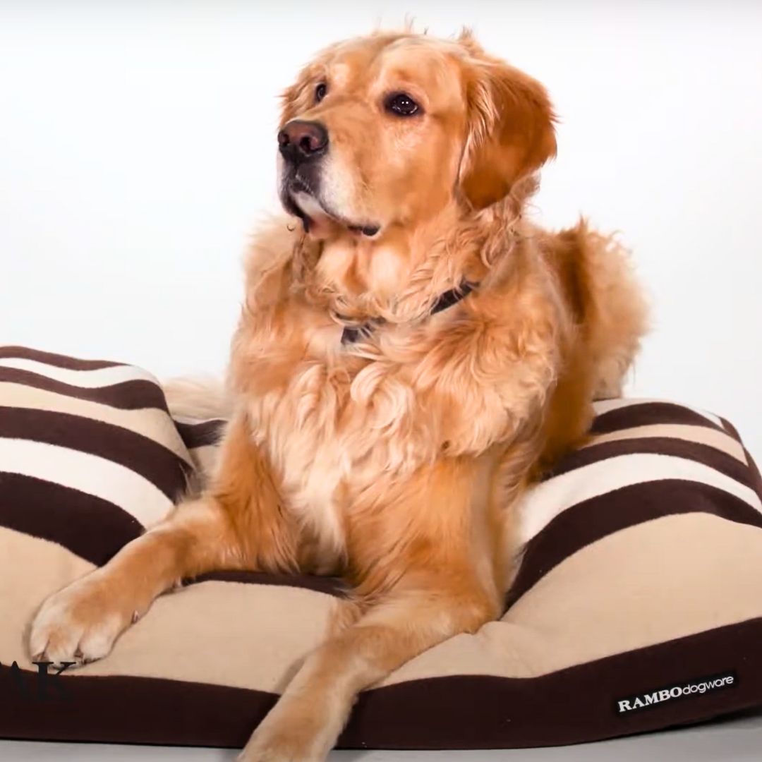 Horseware Rambo Rambo Deluxe Dog Bed in Brown Stripe