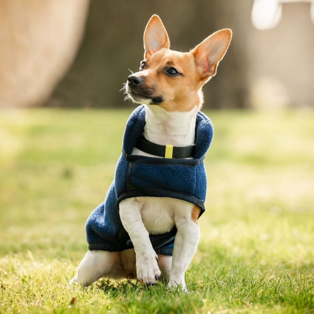 Horseware Signature Dog Fleece in Navy (No Fill)