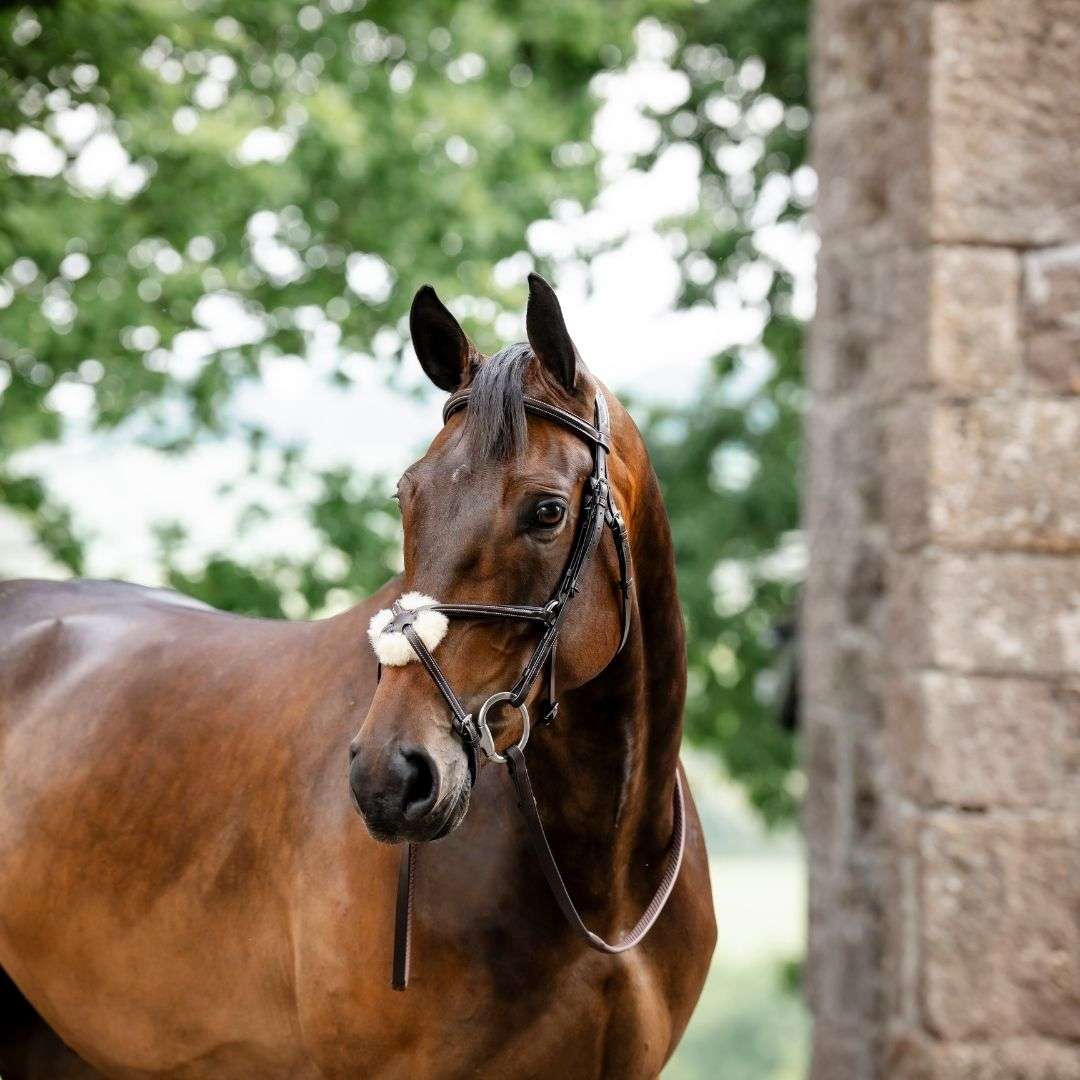 Horseware Figure 8 Grackle Bridle in Brown