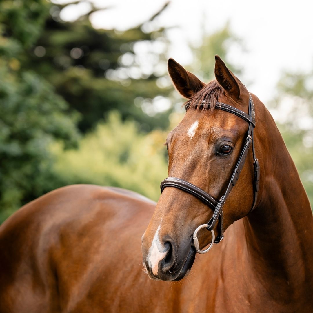 Horseware Hunter Bridle in Havana Brown