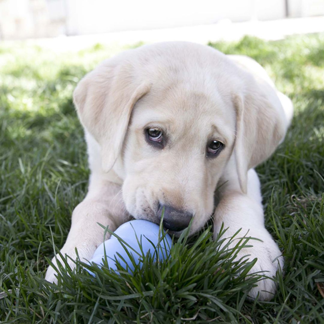 Kong labrador best sale