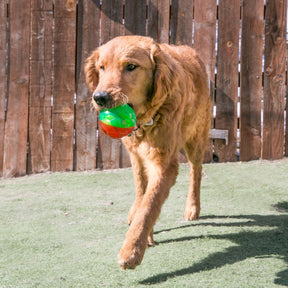 KONG Twistz High-Viz Ball Dog Toy