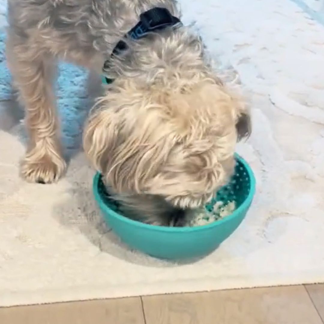 LickiMat Wobble Slow Feeding Rubber Bowl in Purple