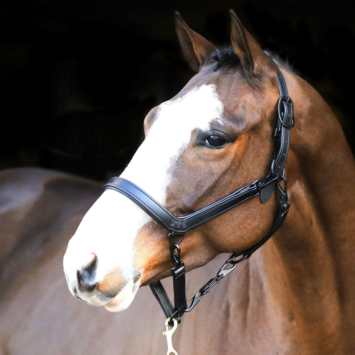Liveryman Clipping Horse Halter in Black
