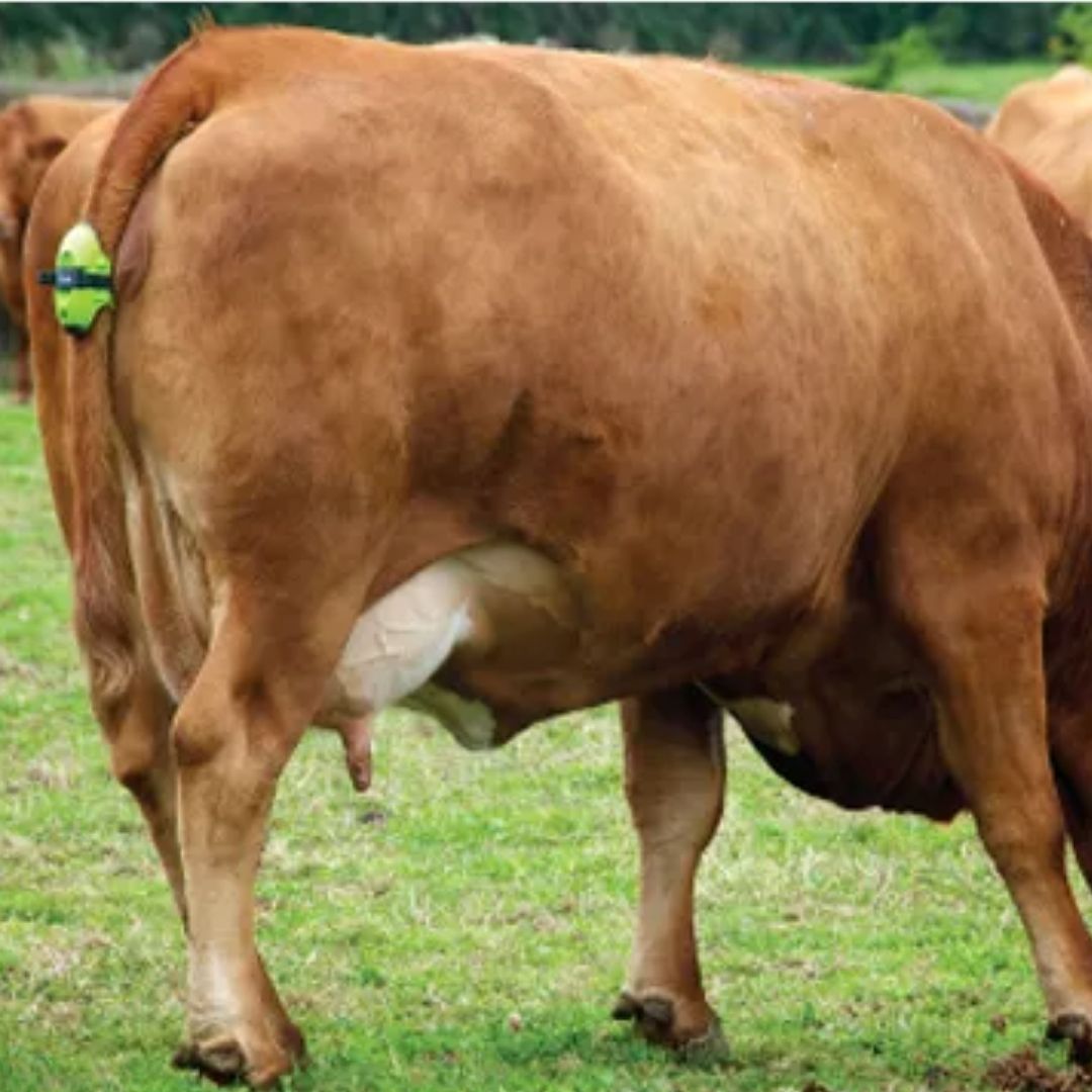 Moocall Calving Sensor