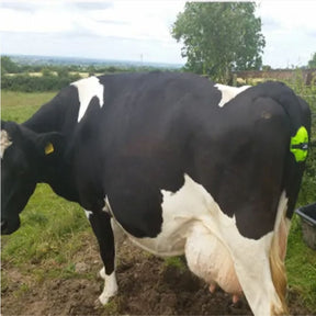 Moocall Calving Sensor