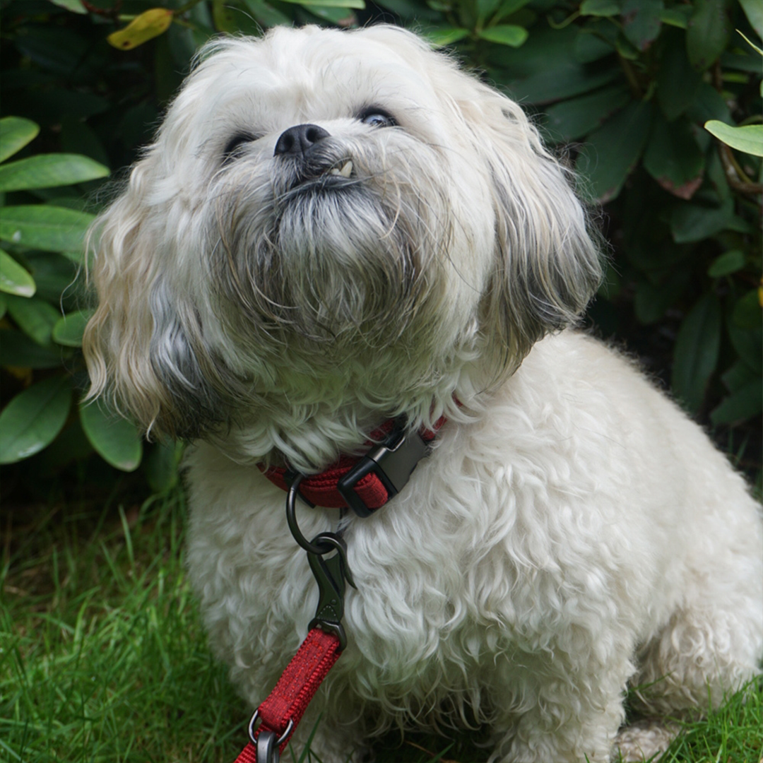 Nobby Black Grey Deluxe Collar Linen2