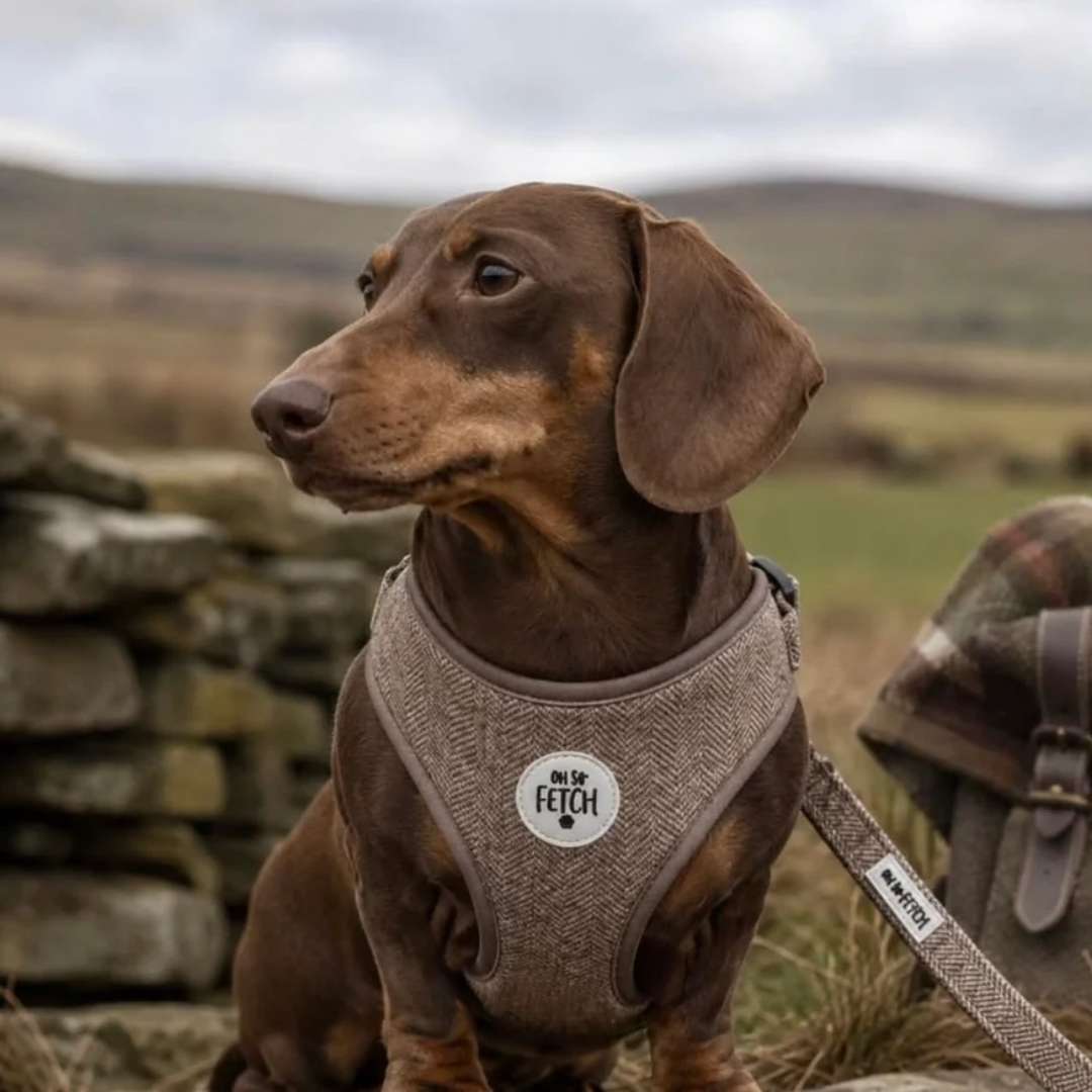 Oh So Fetch Padded Dog Harness in Tweed