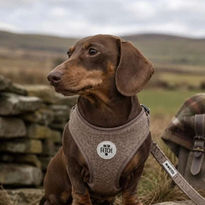 Oh So Fetch Padded Dog Harness in Tweed