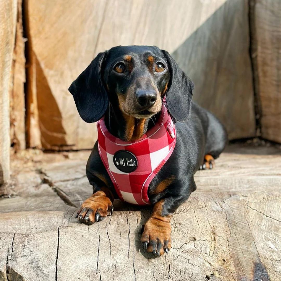Wild Tails Classic Check Dog Harness in Red
