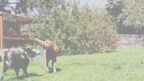 KONG Safestix Dog Toy