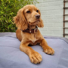 Fairfax & Favor Fitzroy Leather Dog Collar in Tan