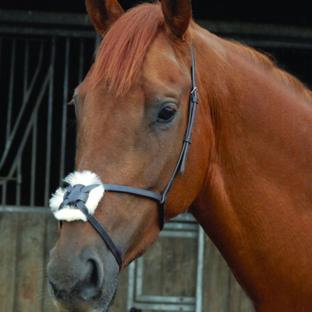 Celtic Equine Breeze Up Grackle Noseband