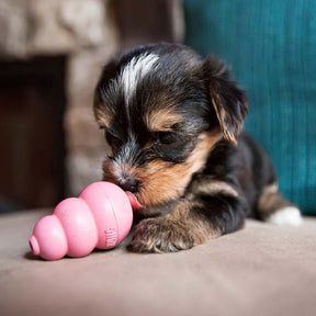 KONG Puppy