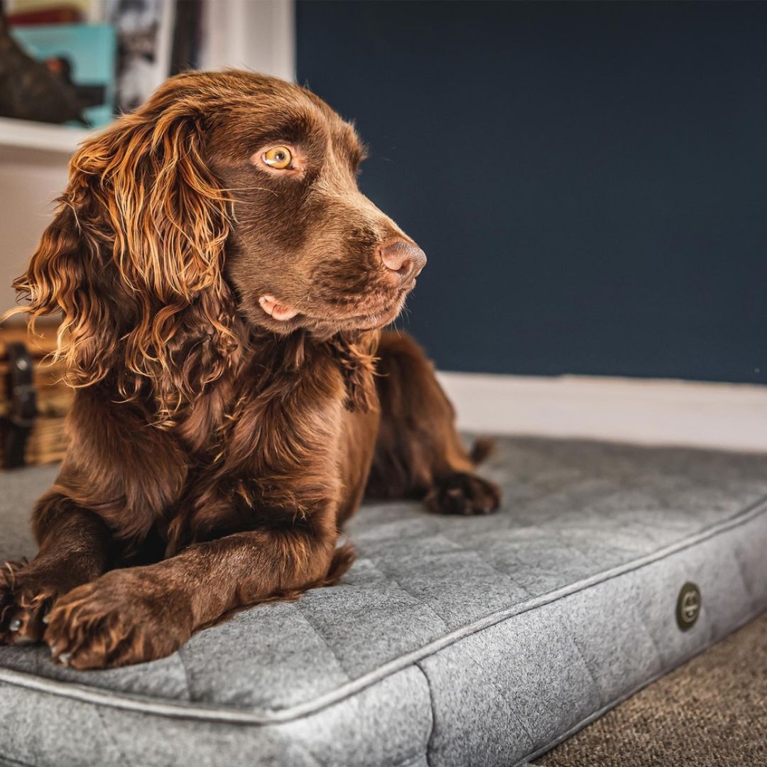 Le Chameau Cushion Dog Bed in Grey