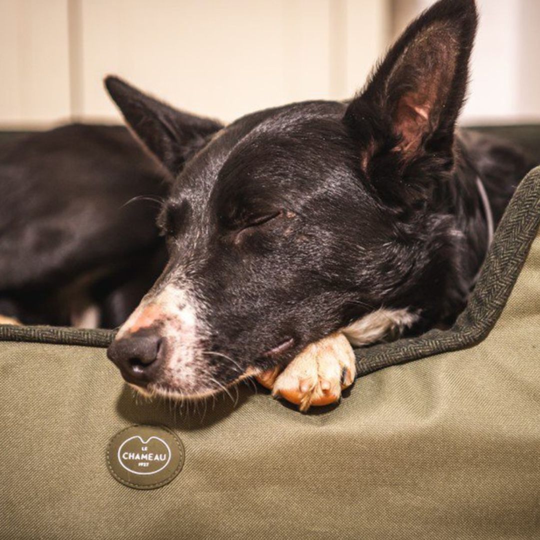 Le Chameau Dog Bed in Vert Chameau