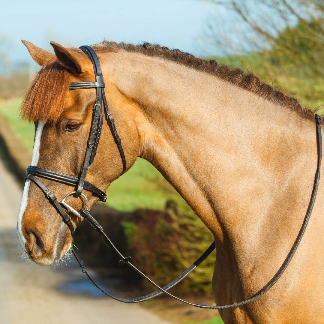 Mackey Classic Padded Flash Bridle in Black