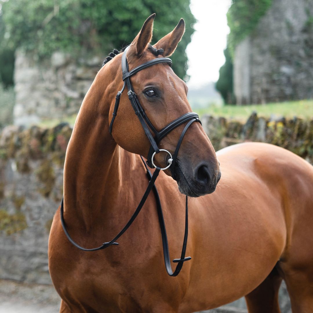 Mackey Legend Flash Bridle in Brown