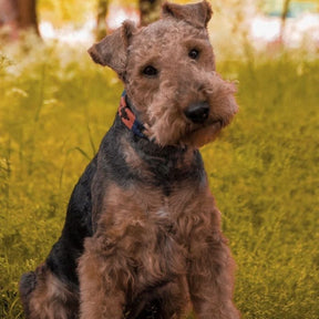 Pampeano Dog Collar in Audaz