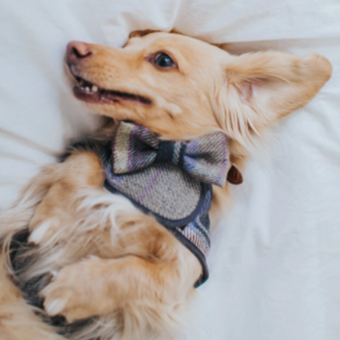 Teddy Maximus Cambridge Dog Bow Tie in Purple Plaid
