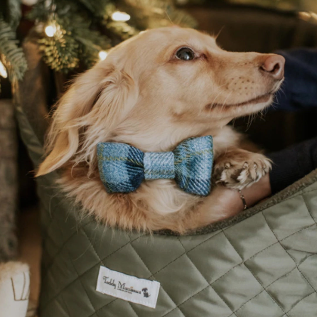 Teddy Maximus Cotswold Dog Bow Tie in Blue Plaid