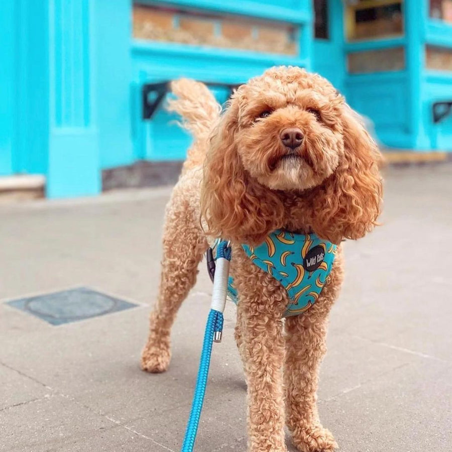 Wild Tails Go Bananas Dog Harness