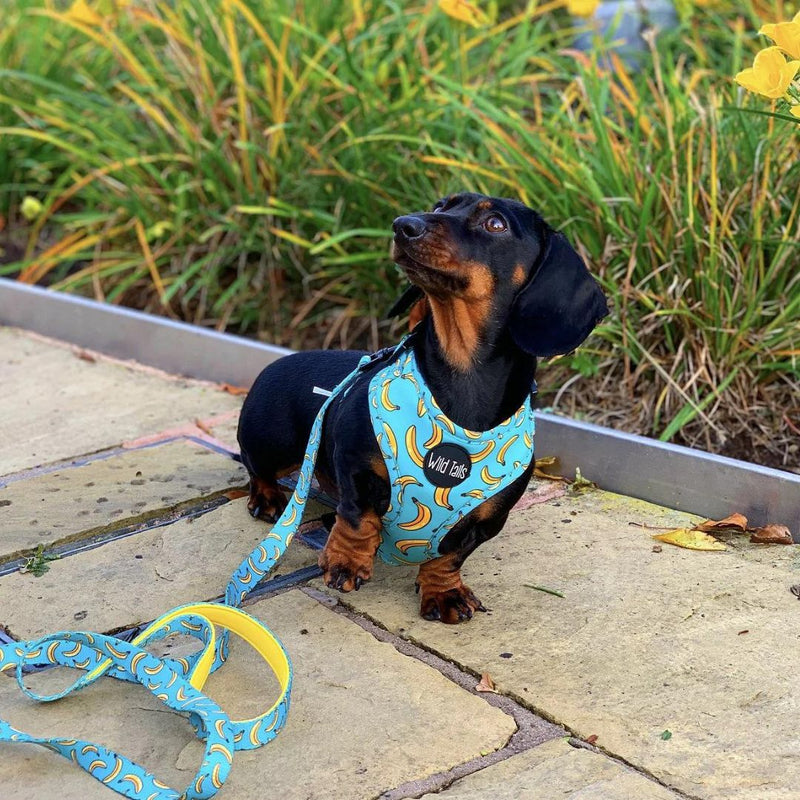 Wild Tails Go Bananas Dog Harness