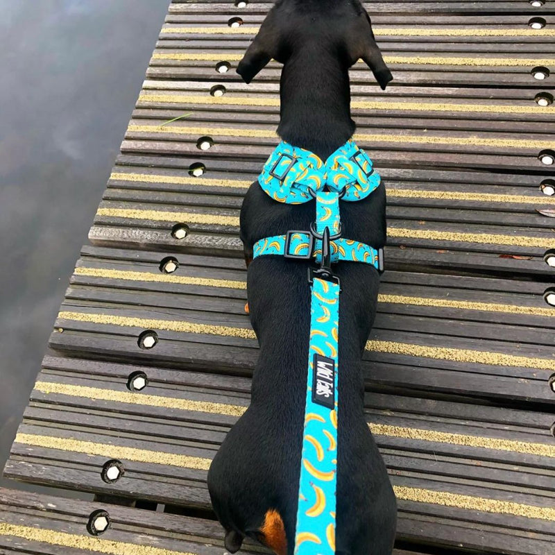 Wild Tails Go Bananas Dog Harness
